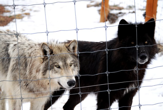 Colorado Wolf and Wildlife Center