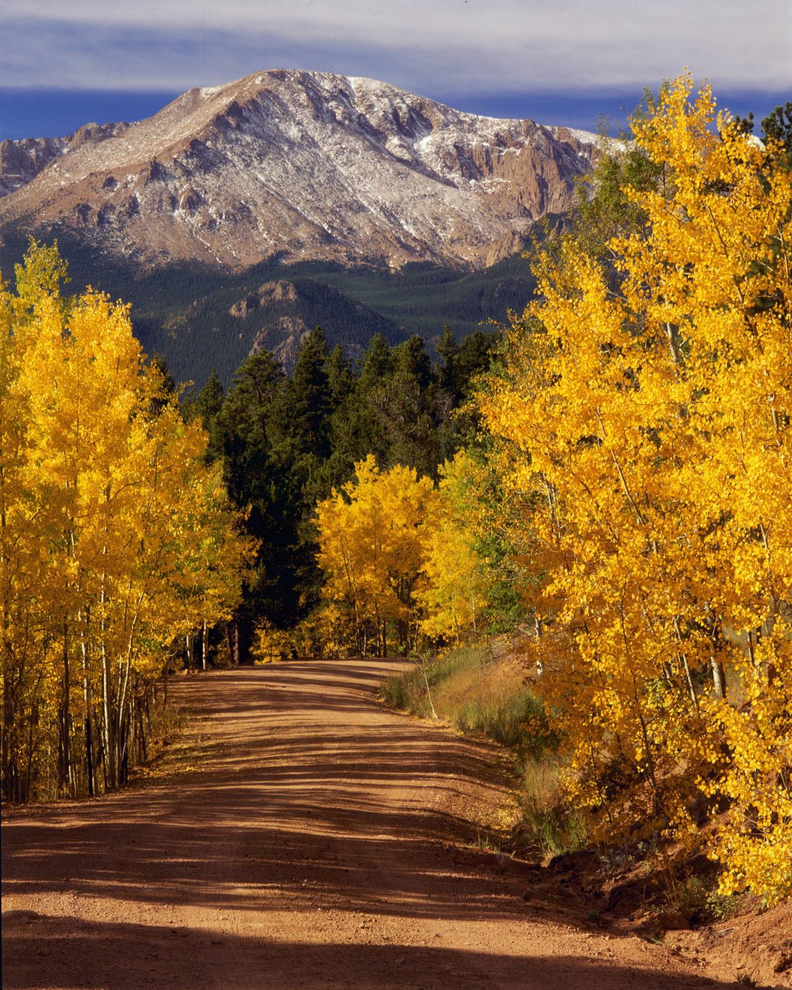 Fall Leaves