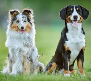 Pet Friendly Laughlin Hotel Pet Friendly Laughlin Hotel
