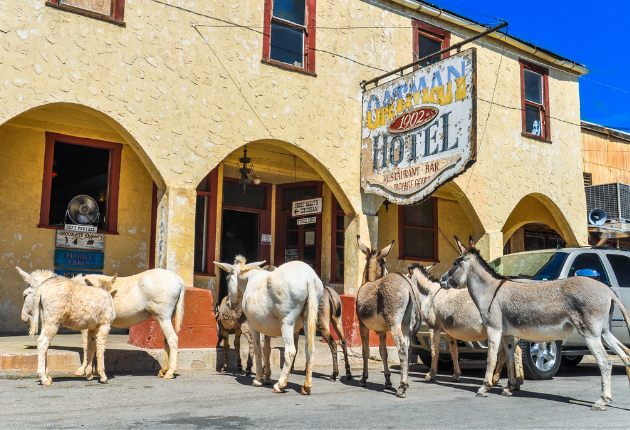oatman_burros.png